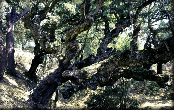 n_20_korkeichen_im risca_1985.jpg